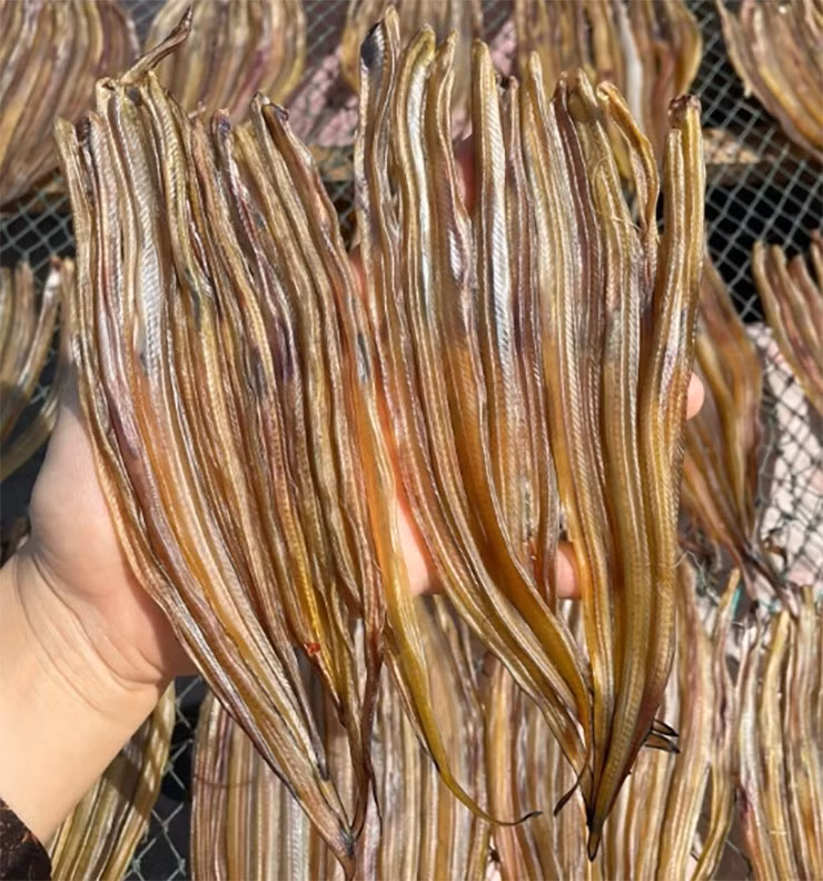 Loài cá này sống chủ yếu ở vùng nước lợ, phổ biến nhất tại Cà Mau. Ảnh: Internet