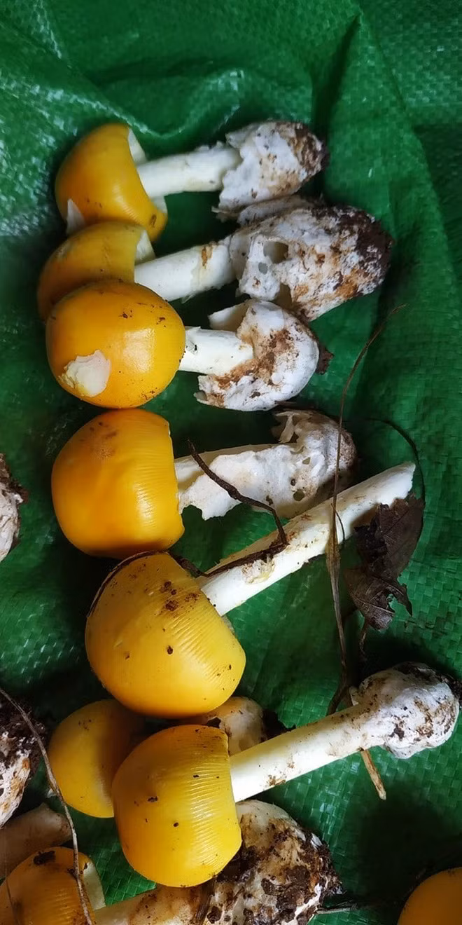 Nấm sau khi hái phải rửa thật sạch đất cát và ngâm qua bằng nước muối, chần qua nước sôi rồi mới mang đi chế biến. Ảnh: Facebook