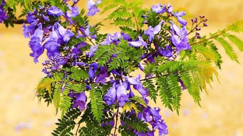 Sắc tím vốn tượng trưng cho sự hài hòa, thư thái và ổn định, vì vậy việc trồng cây trước nhà giúp mang lại cảm giác dễ chịu. Ảnh: Báo Lâm Đồng