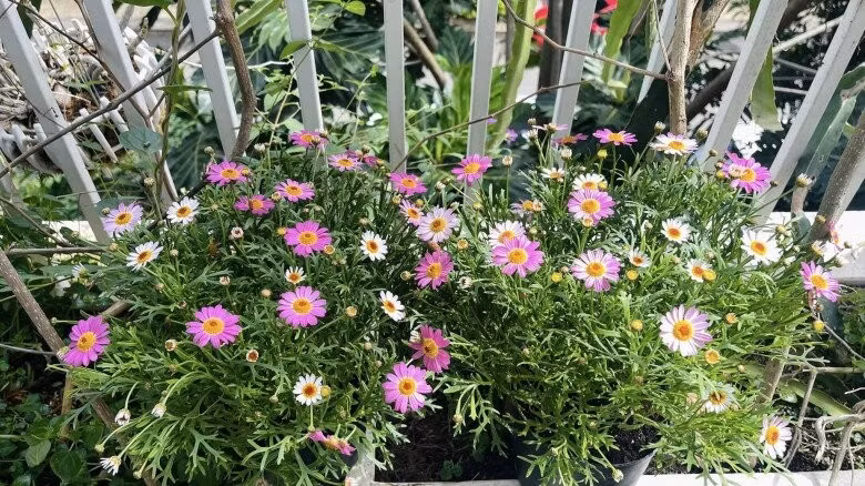 Không gian ngập hơi thở thiên nhiên của Thân Thúy Hà. Ảnh: FB Thân Thuý Hà