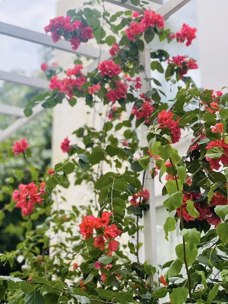 Hoa giấy đỏ và trắng khoe sắc giữa những khoảng tường trắng, tạo bức tranh nhiên nhiên sinh động. Ảnh: FB Thân Thuý Hà