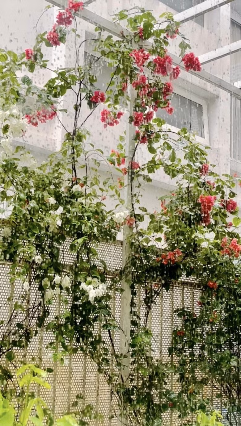Từng chùm hoa buông lơi, nhẹ nhàng tô điểm cho không gian, khiến khu vườn trở nên mềm mại. Ảnh: FB Thân Thuý Hà
