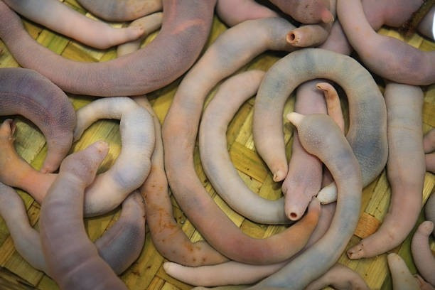 Dù tên gọi là “cá”, nhưng thực chất đây là một loài giun biển sinh sống ở các bãi bồi, đầm lầy ven biển. Ảnh: Wiki