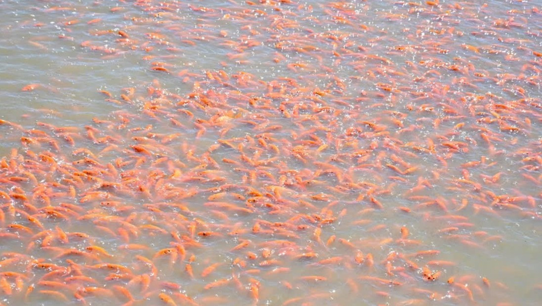 Được giới buôn bán gọi là “thủ phủ” cá chép đỏ của Đồng Nai, ấp Sông Mây là nguồn cung cá ổn định cho TP HCM và các tỉnh lân cận. Ảnh: Người đưa tin