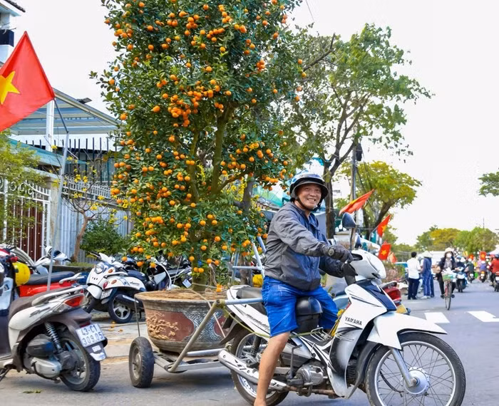 Tùy theo quãng đường và kích thước của cây, mức giá sẽ khác nhau. Ảnh: Tiền phong