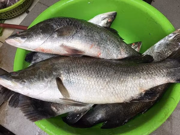 Theo các chuyên gia dinh dưỡng, cá chẽm thậm chí còn được so sánh ngang hàng, thậm chí vượt trội hơn cá hồi ở một số phương diện. Ảnh: Haisanongiau