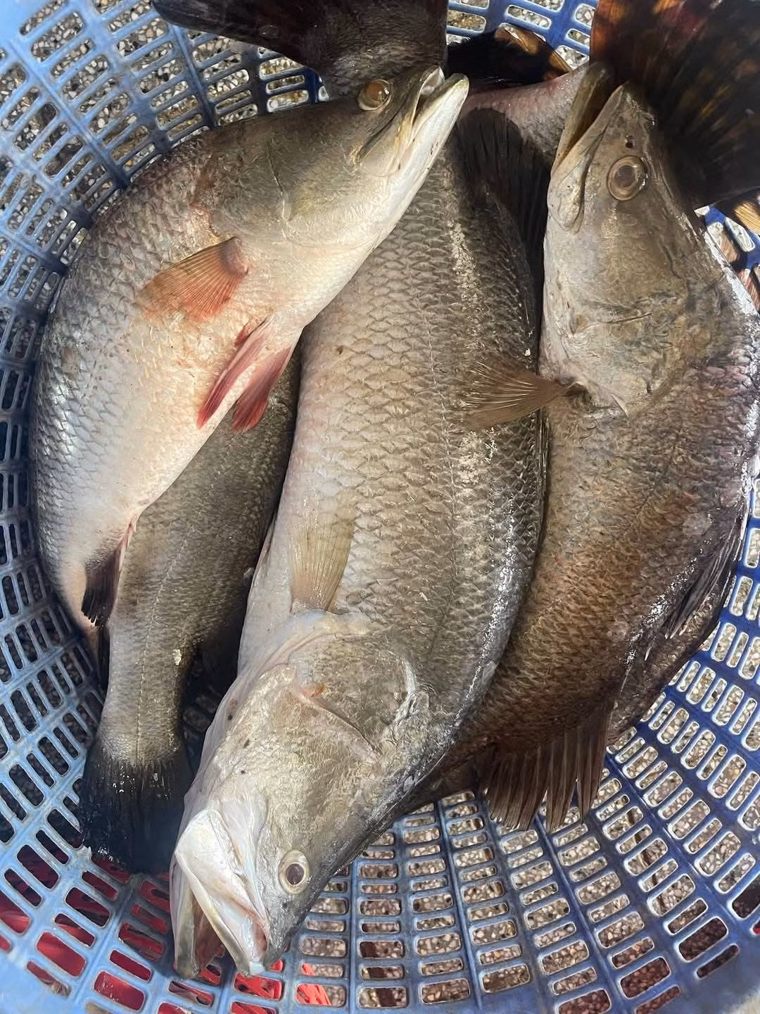 Trên chợ mạng, cá chẽm có giá từ 85.000 - 145.000 đồng/kg. Ảnh: Facebook