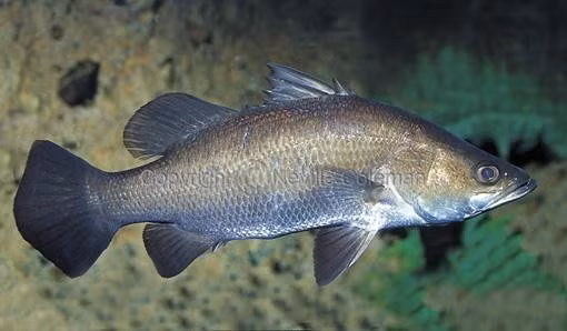 Cá chẽm hay còn gọi (cá vược) là loài cá sống chủ yếu ở vùng nước lợ. Loại cá này từ lâu được biết đến bởi hương vị thơm ngon và giá trị dinh dưỡng cao. Ảnh: Cagiongtruongphat