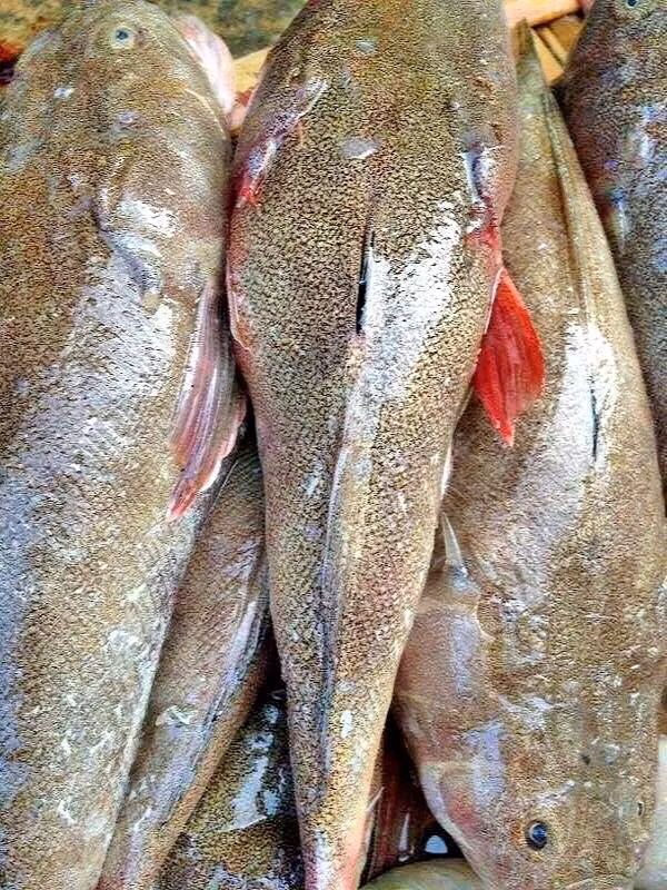 Do khó đánh bắt nên cá bùng binh khá đắt, giá khoảng 160.000 - 200.000 đồng/kg. Ảnh: Facebook