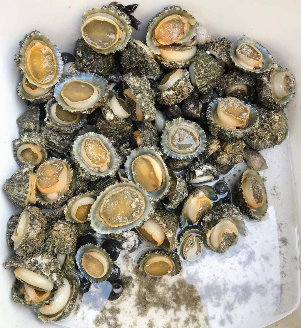 Trước kia, ốc vú dẹt xuất hiện nhiều, nhưng ngày nay, số lượng suy giảm đáng kể do tình trạng khai thác quá mức. Ảnh: Mia