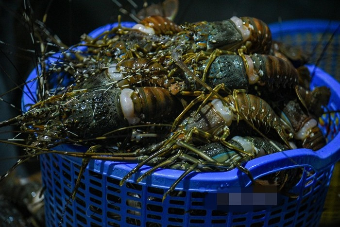 Nguyên nhân chính khiến tôm hùm rơi vào tình trạng khang hàng là mưa lũ kéo dài tại khu vực Phú Yên cũ (nay thuộc tỉnh Đắk Lắk), đặc biệt là vùng vịnh Xuân Đài hồi cuối tháng 11/2025, gây thiệt hại nặng cho các lồng nuôi tôm hùm. Ảnh: Dân Việt