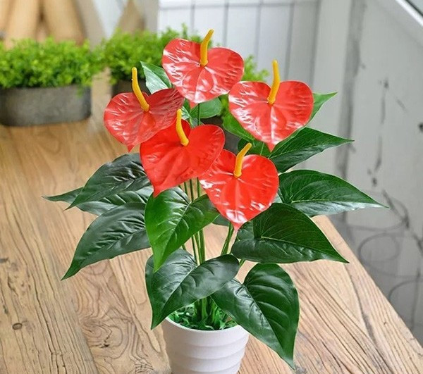 Theo quan niệm phong thủy, hồng môn tượng trưng cho may mắn, tài lộc và sự hiếu khách, rất phù hợp để trưng bày trong những ngày đầu năm, góp phần mang đến không khí tươi mới và khởi đầu thuận lợi cho gia chủ. Ảnh: Vườn Cây Việt Nam