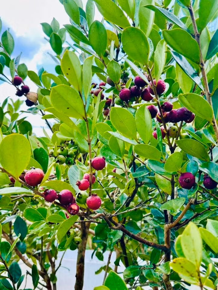 Dù mới trồng được khoảng 6 tháng và không có nhiều thời gian tưới nước thường xuyên, cây vẫn phát triển tốt và cho trái dày đặc từ gốc đến ngọn. Ảnh: FB Bùi Đại Nghĩa