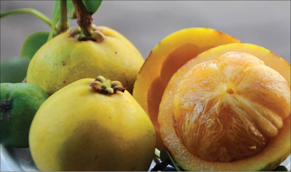 Loại quả này có ở vùng rừng núi các tỉnh miền Trung và Tây Nguyên, nhiều nhất là ở núi rừng Quảng Ngãi. Ảnh: Internet