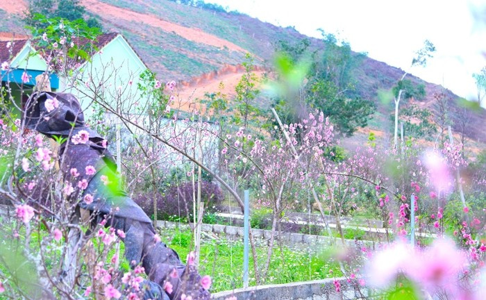 Tại xã Quang Đồng (tỉnh Nghệ An), tết chưa đến nhưng nhiều vườn đã bung nở hết hoa. Ảnh: Tiền phong