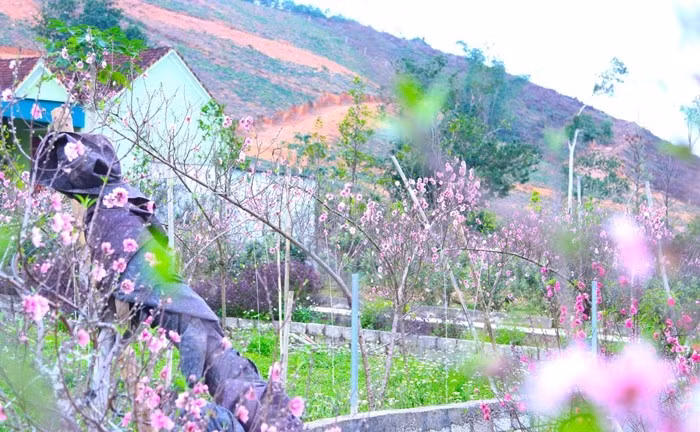 Tại xã Quang Đồng (tỉnh Nghệ An), tết chưa đến nhưng nhiều vườn đã bung nở hết hoa. Ảnh: Tiền phong