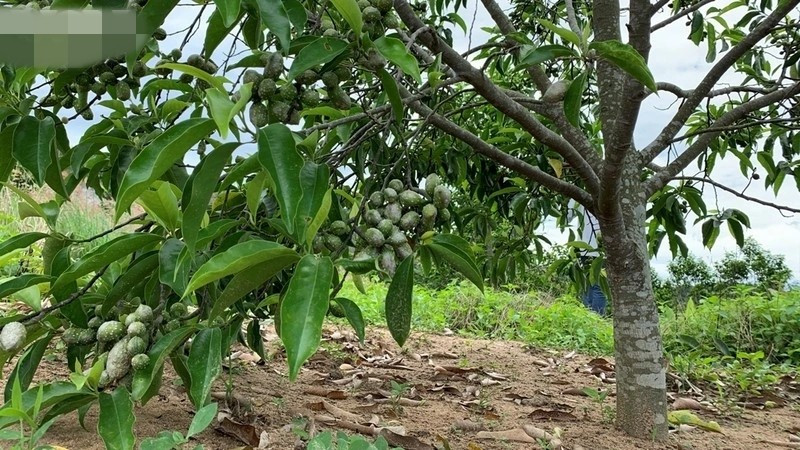 View - Loại hạt xưa rụng "thối gốc" nay giá vài triệu đồng/kg vẫn đắt khách | Báo Tri thức và Cuộc sống - TIN TỨC PHỔ BIẾN KIẾN THỨC 24H