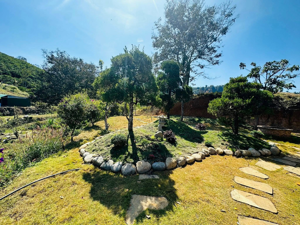 Cây cảnh và tiểu cảnh được bố trí hài hòa. Ảnh: FB Hoàng Minh Bùi