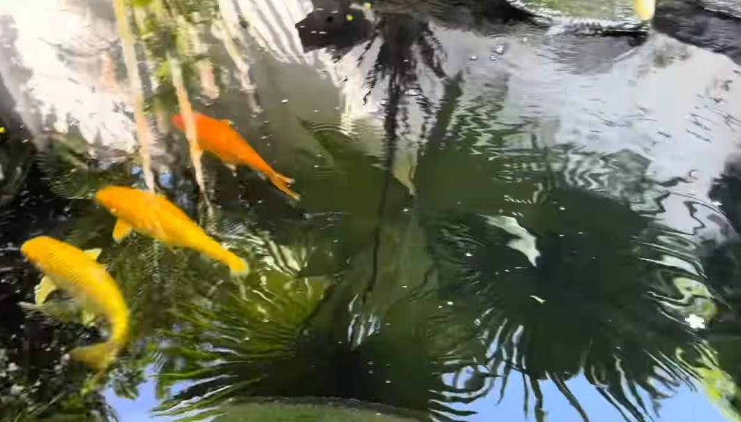 Nghệ sĩ Lê Giang cho biết ít ở đây nên chủ yếu để sân vườn rộng, chỉ dành 100m2 xây nhà ở, không xây lớn quá. Ảnh chụp màn hình