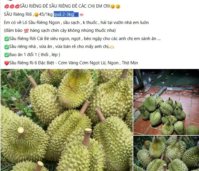 View - Sầu riêng vào vụ chỗ vài chục, nơi cả trăm nghìn đồng/kg | Báo Tri thức và Cuộc sống - TIN TỨC PHỔ BIẾN KIẾN THỨC 24H