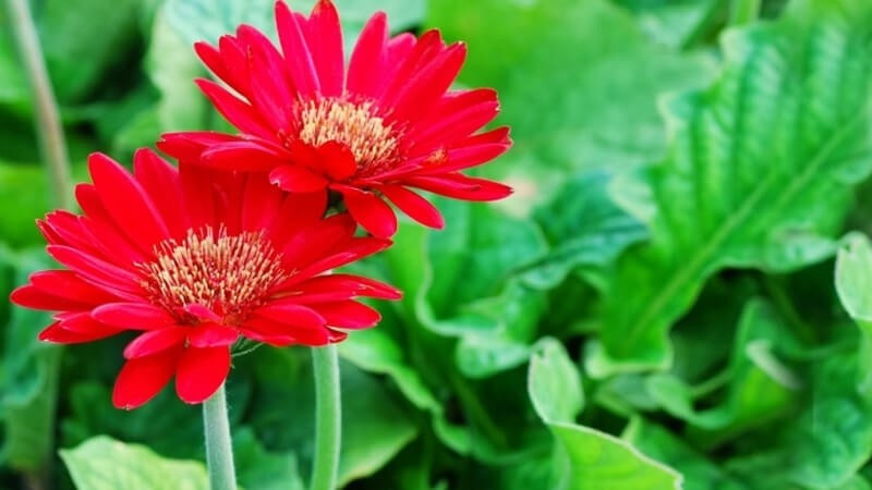 Cần đảm bảo cung cấp đầy đủ nước để giữ ẩm cho cây và bón phân hữu cơ đầy đủ. Ảnh: Internet