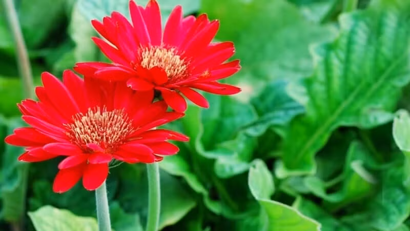 Cần đảm bảo cung cấp đầy đủ nước để giữ ẩm cho cây và bón phân hữu cơ đầy đủ. Ảnh: Internet