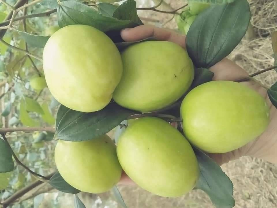 Táo gió Phan Rang nổi tiếng với vị giòn ngọt, mát lành và giàu dinh dưỡng. Ảnh: Lalago