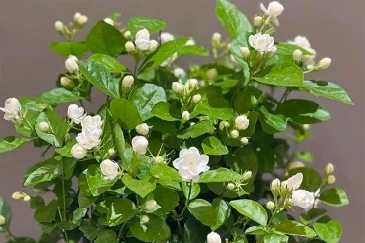 Hoa nhài có nguồn gốc từ các nước tại Đông Nam Á, được du nhập về Việt Nam từ hàng trăm năm trước. Ảnh: Internet