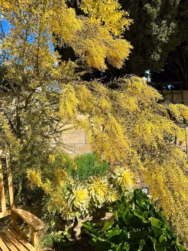 Xen lẫn hàng cây mimosa trổ hoa như một tấm thảm vàng nổi bật là những bụi cây cắt tỉa gọn gàng. Ảnh FB Hồng Đào