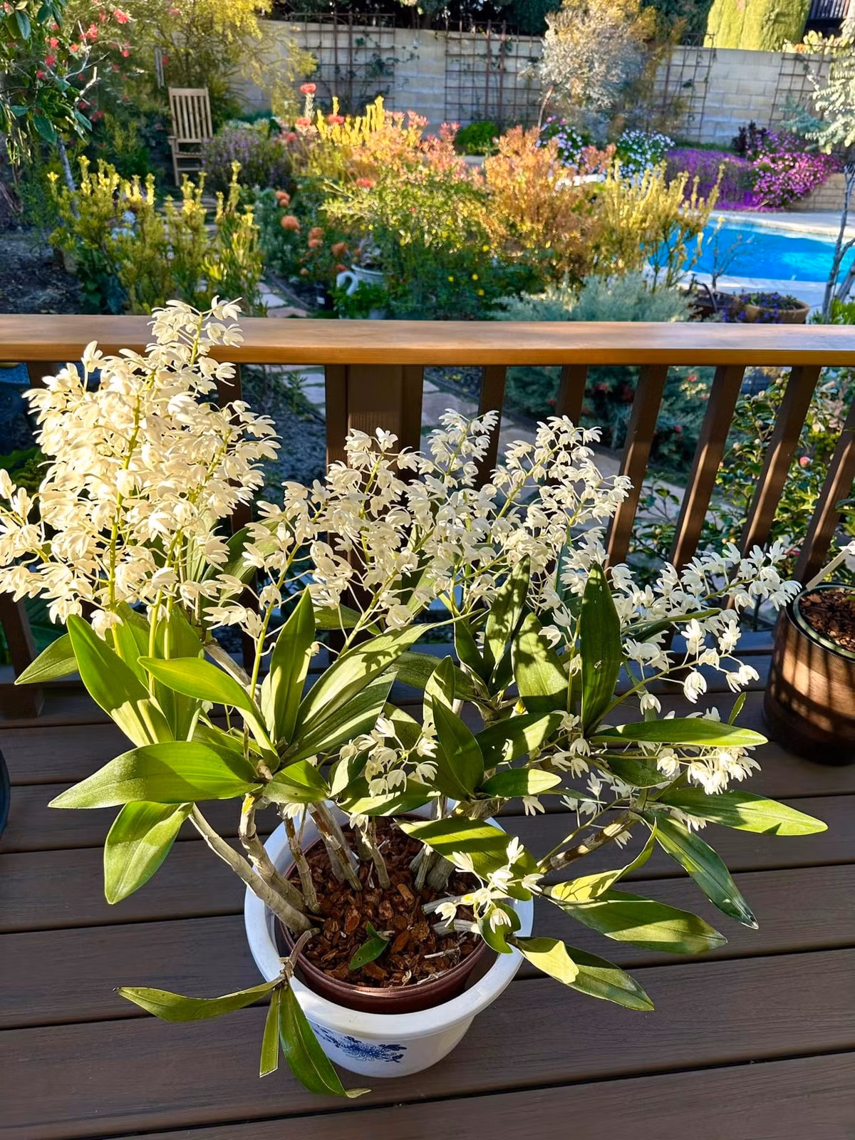 Hoa lan thơm ngát cả một vùng trời bình yên. Ảnh FB Hồng Đào