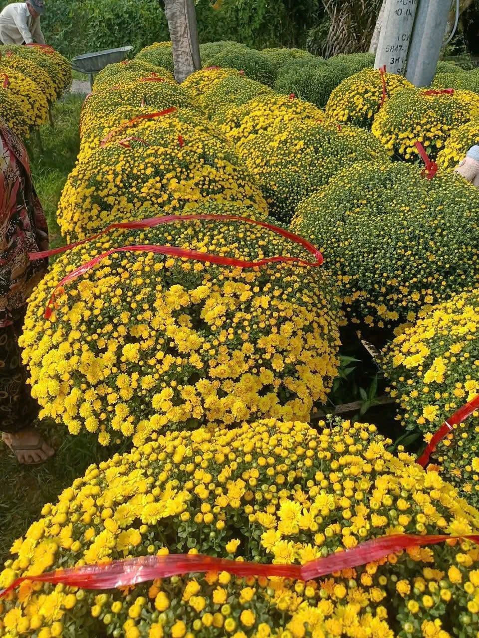 Theo các tiểu thương, việc nhập số lượng lớn cúc mâm xôi thời điểm này là cách để giúp nhà vườn sớm thu hồi vốn sau nhiều tháng đầu tư chăm sóc, đồng thời lan tỏa tinh thần sẻ chia trong những ngày giáp Tết. Ảnh: Facebook