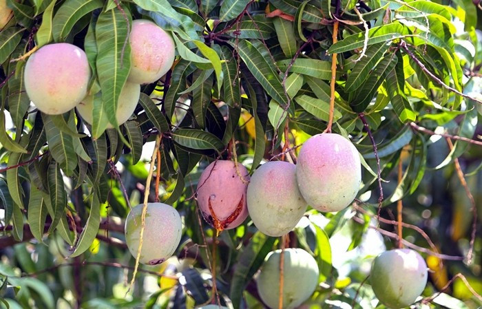 Cũng trong tháng 5, người dân trồng xoài Úc ở huyện Cam Lâm (cũ), (tỉnh Khánh Hòa) đứng ngồi không yên vì hàng nghìn tấn xoài vào vụ thu hoạch nhưng giá giảm sâu, không có người mua. Ảnh: Vietnamnet