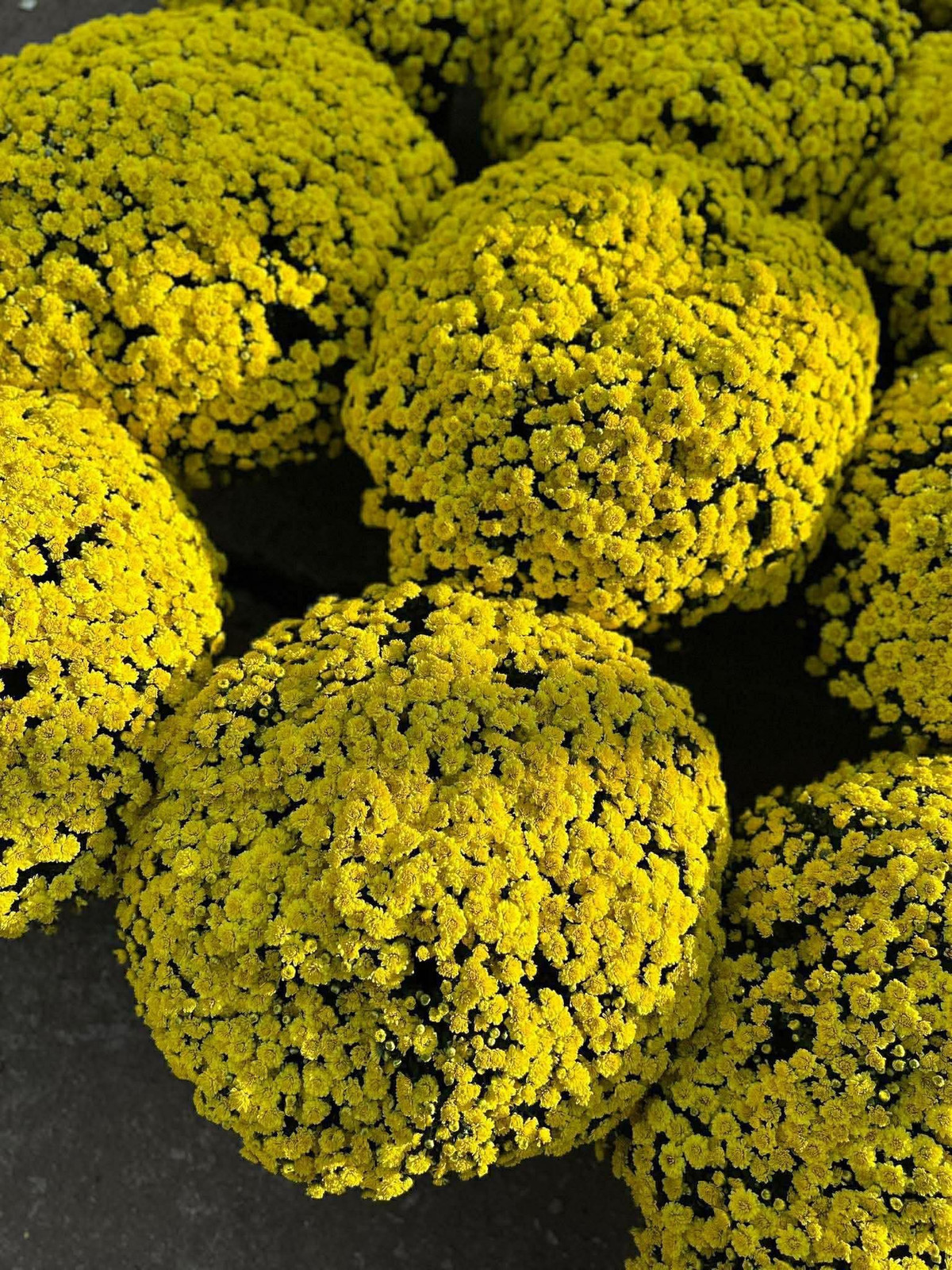 Những chậu cúc mâm xôi tán to từ 0,9 - 1,1 mét, độ bền từ 4 - 6 tuần, thoải mái chơi Tết. Ảnh: Facebook