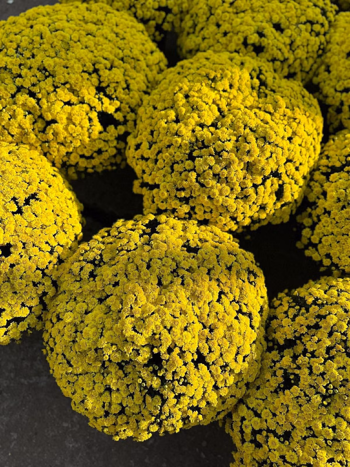 Những chậu cúc mâm xôi tán to từ 0,9 - 1,1 mét, độ bền từ 4 - 6 tuần, thoải mái chơi Tết. Ảnh: Facebook