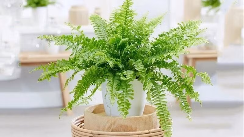 Nếu đặt ở khu vực nhà tắm hoặc ban công, dương xỉ vừa giúp điều hòa độ ẩm vừa thanh lọc không khí, mang lại cảm giác mát mẻ, dễ chịu. Ảnh: Internet