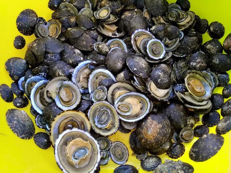 Ốc vú dẹt là đặc sản hiếm có ở vùng biển phía Nam như Côn Đảo, Hòn Tài, Hòn Trác... Ảnh: Dân Việt