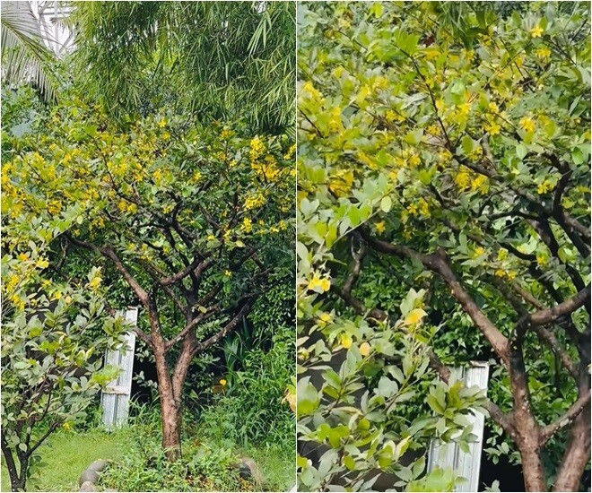 Giữa không gian rau cỏ, cây mai nhà Việt Trinh gây chú ý khi nở hoa sớm bất thường. Ảnh: FB Trần Việt Trinh