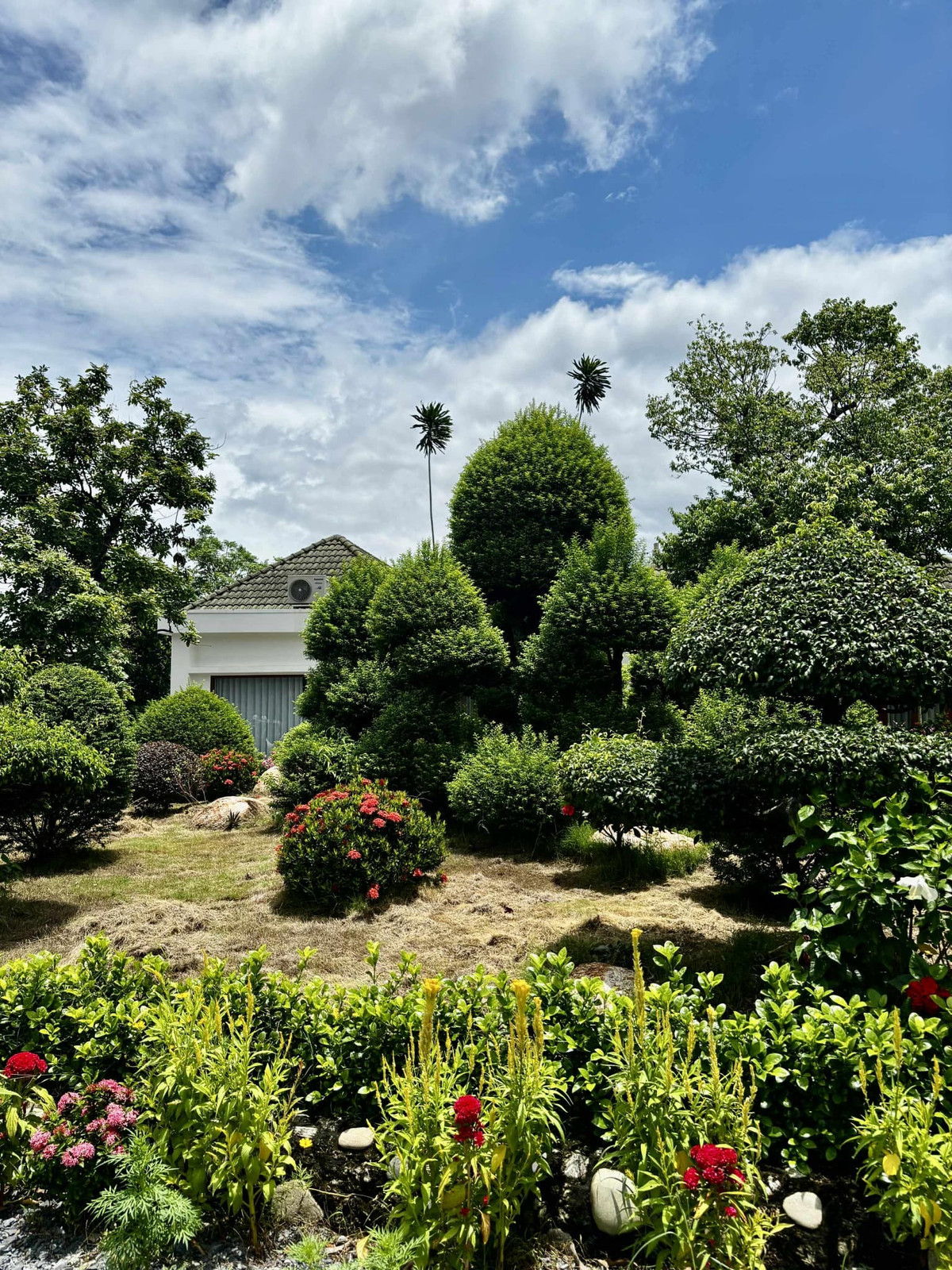 Trong vườn còn có nhiều loại cây cảnh khác nữa. Ảnh: FB Trần Việt Trinh