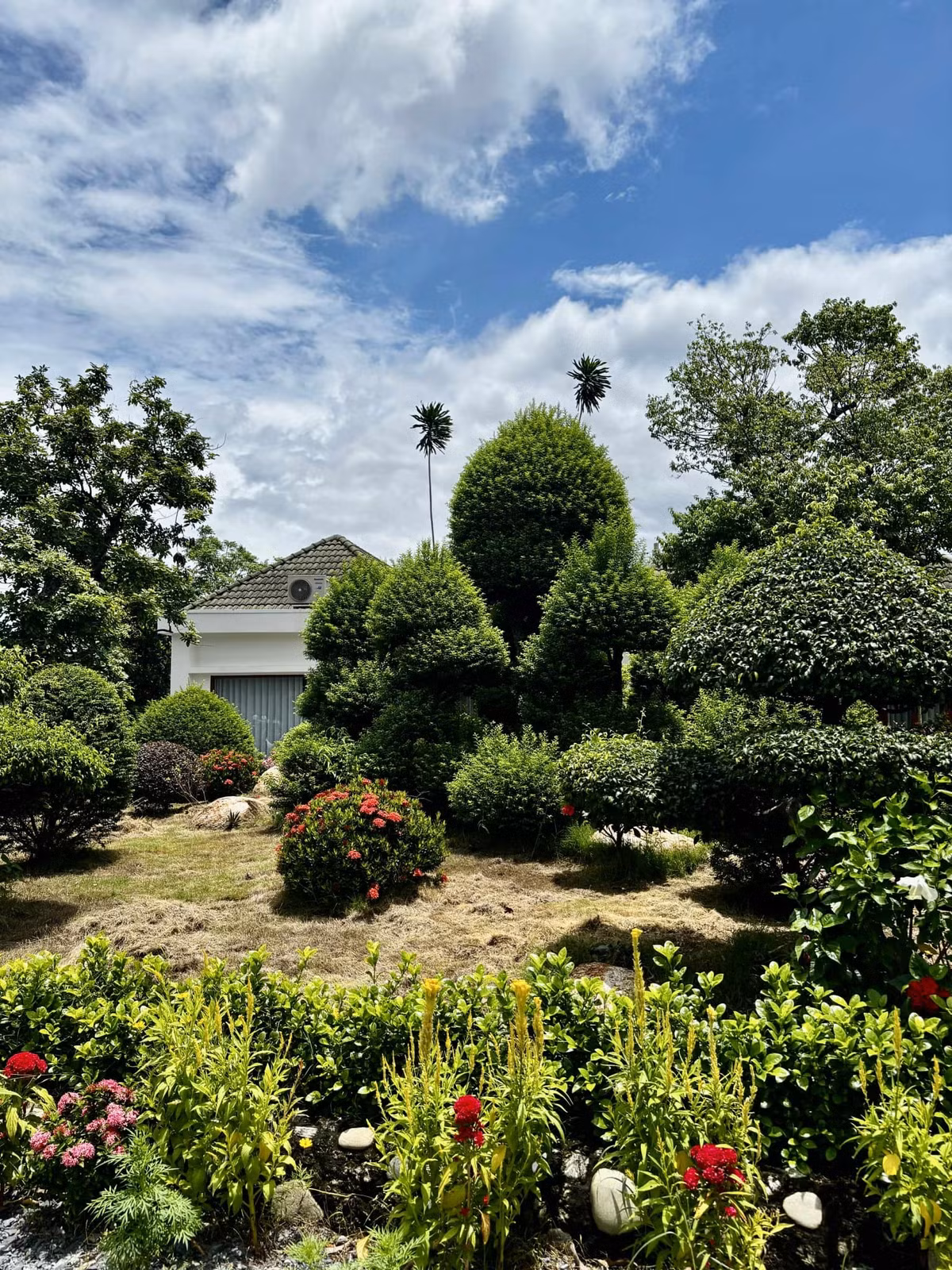 Trong vườn còn có nhiều loại cây cảnh khác nữa. Ảnh: FB Trần Việt Trinh