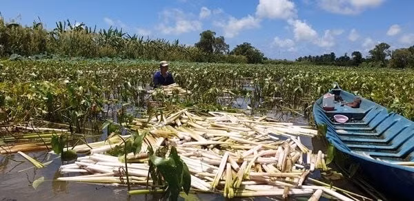 Với công việc này, trung bình mỗi người có thể thu nhập khoảng 400.000 đồng/ngày. Ảnh: Dân Việt