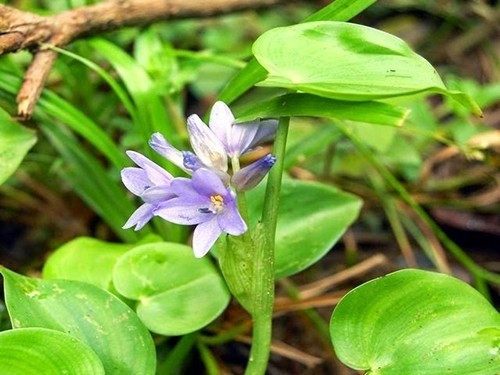 Vào mùa nước nổi, rau mác theo nước vươn lên, cọng trắng ngần, mập mạp, giòn dai tự nhiên. Ảnh: Internet