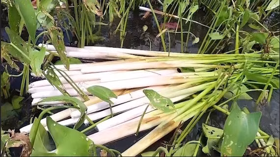 Món ăn từ rau mác vừa dai mềm vừa có vị ngọt khiến ai từng nếm thử đều khó quên. Ảnh: Truyền hình Hậu Giang