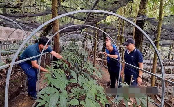 Loài cây này từng có tên gọi là tam thất đen, tam thất hoang, đến năm 2015 mới được định danh khoa học và đặt tên chính thức là sâm Lai Châu. Ảnh: Dân Việt