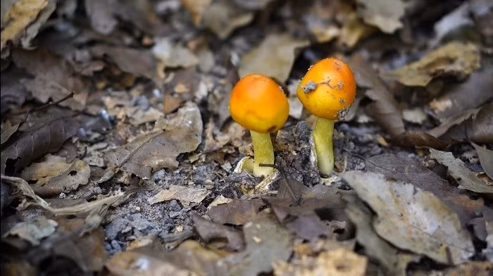 Khi phát triển, mũ nấm dần mở ra với đường kính có thể lên tới khoảng 15 cm. Thân nấm hình trụ, cao từ 8–15 cm, màu vàng nhạt hoặc cam, thịt nấm dày và có mùi thơm dễ chịu. Ảnh: Dân Việt