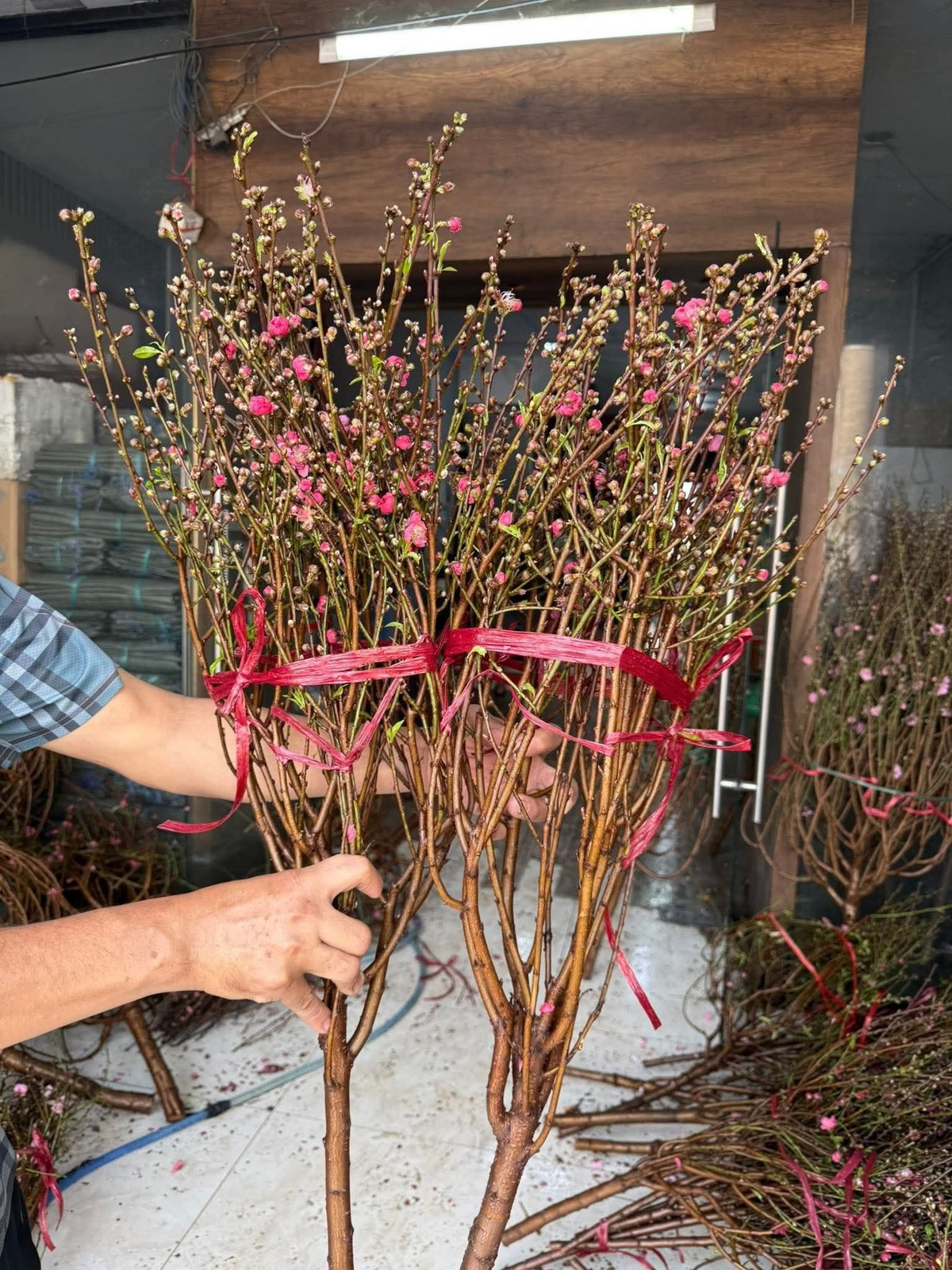 Theo khảo sát, những cành đào mini giá chỉ từ 50.000 - 200.000 đồng, tùy kích thước và thế dáng. Ảnh: FB Linh Tại