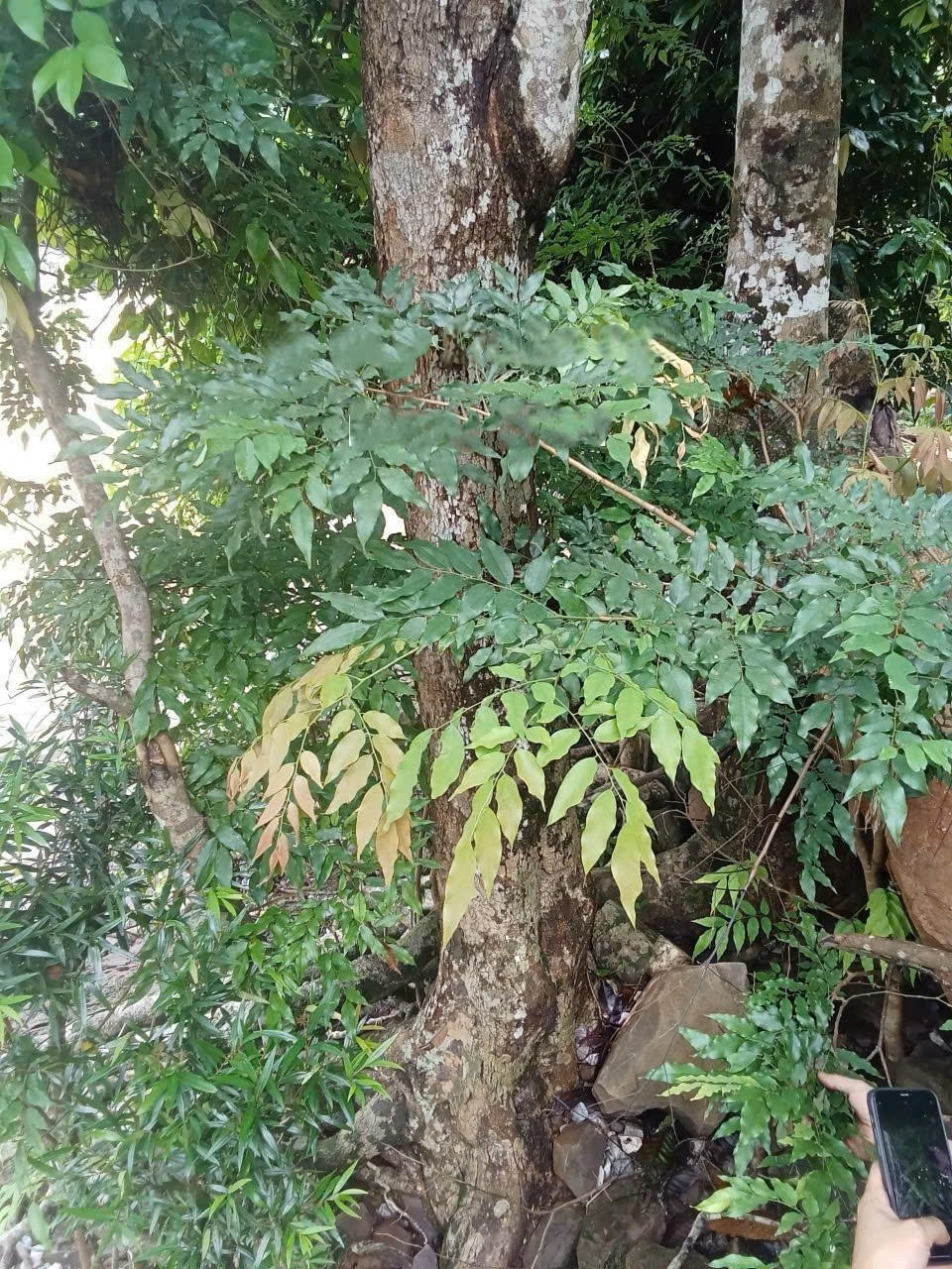 Gỗ mán đỉa thuộc nhóm 8, thân thẳng, vỏ nâu nhạt, gỗ mềm, nhẹ, dễ gia công. Ảnh: Baophapluat