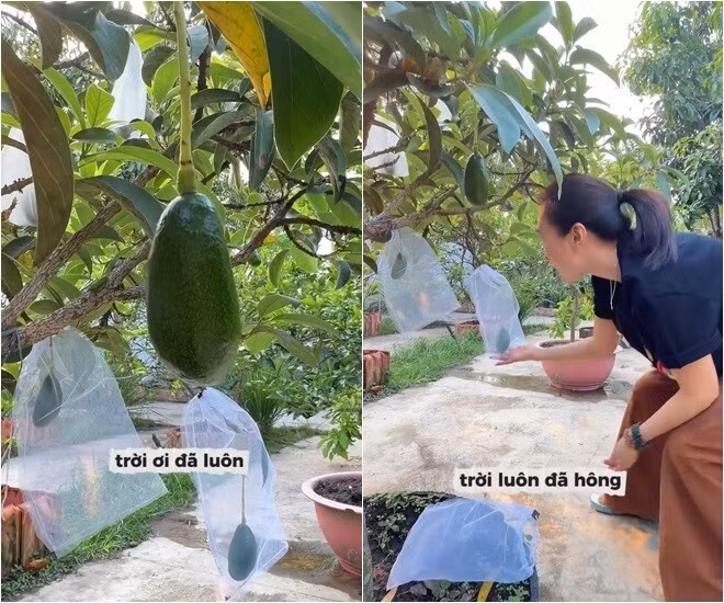 Lứa đầu tiên, cây bơ đã cho 30 trái. Ảnh chụp màn hình