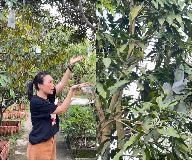Mới đây, ca sĩ Mỹ Tâm đăng tải series khoe cây trong vườn nhà thu hút sự chú ý của khán giả. Ảnh chụp màn hình