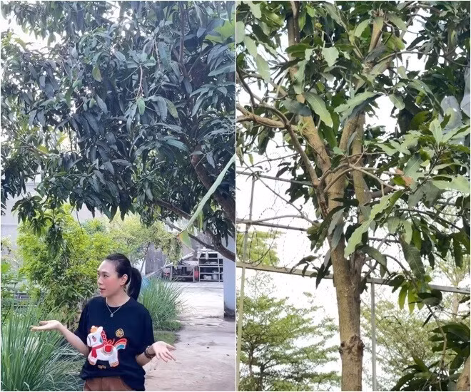 Hơn 30 gốc xoài được Mỹ Tâm và gia đình chăm chút. Ảnh chụp màn hình