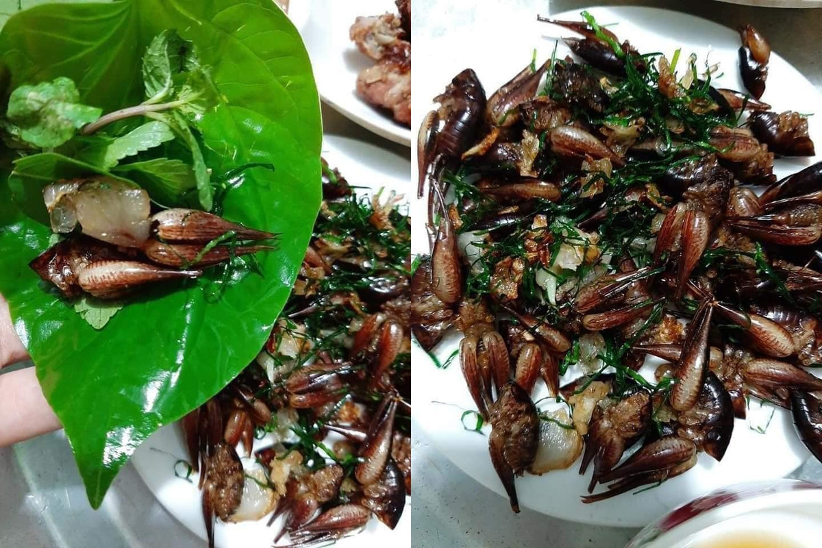 Loài tôm này thường được chế biến thành món nhậu như rang lá gừng, lá chanh hoặc lá lốt, lá mắc mật. Ảnh: Vietnamnet